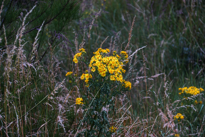 Flowers 1, par Xavier E. G. Dierick